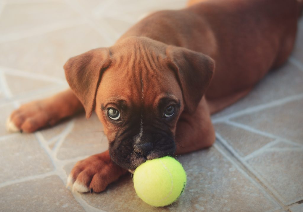 Jeune chien qui joue avec une balle