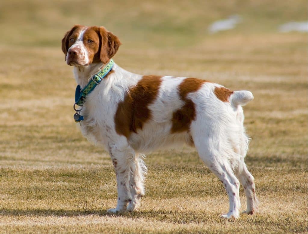 chien-de-chasse