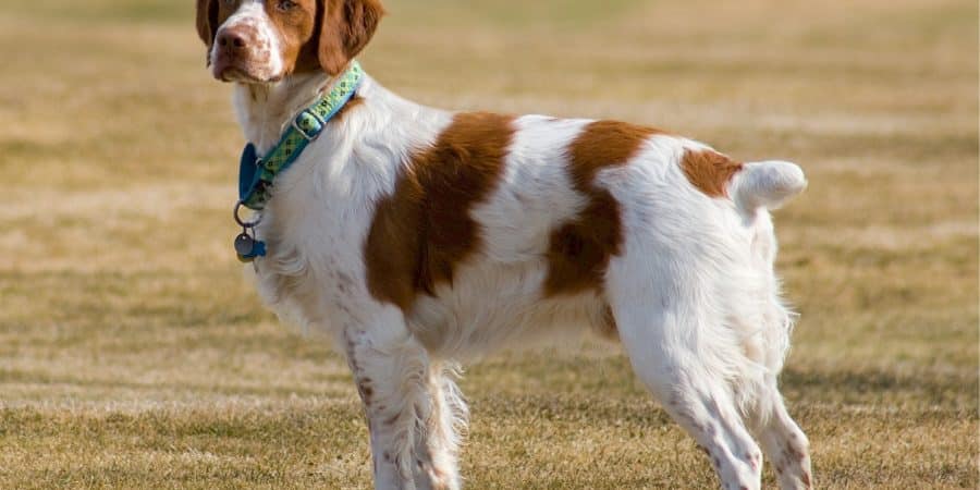 chien-de-chasse