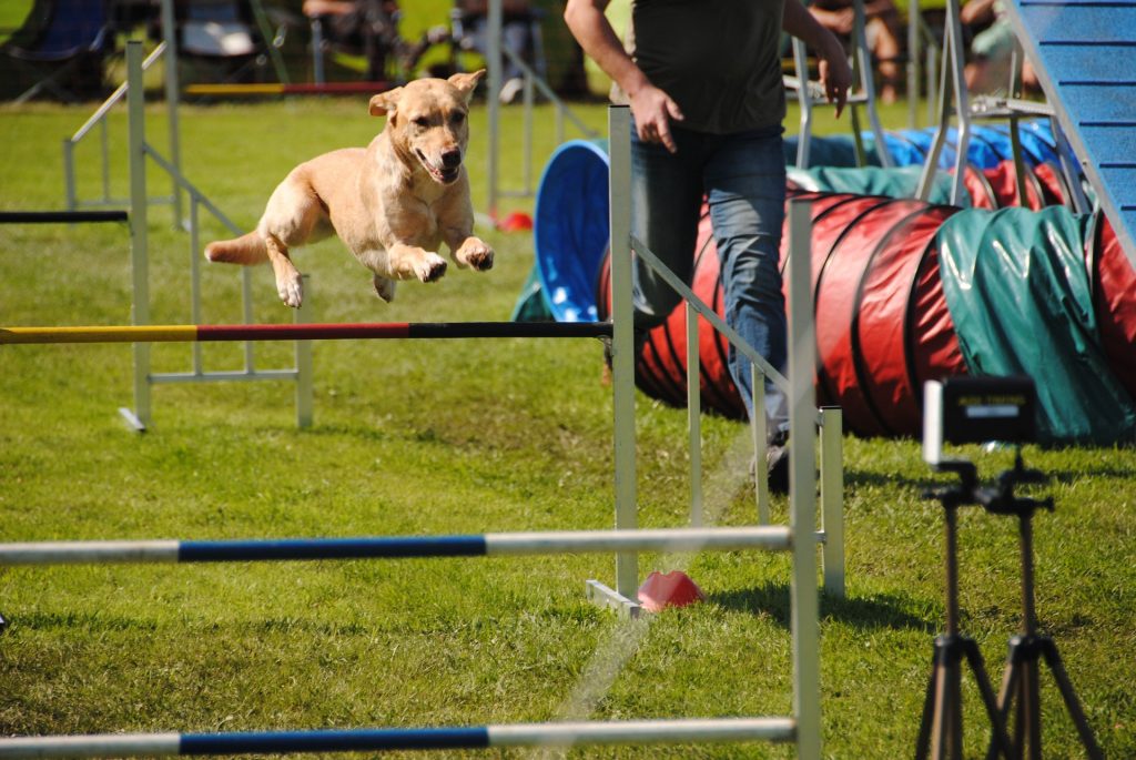 agility-chien