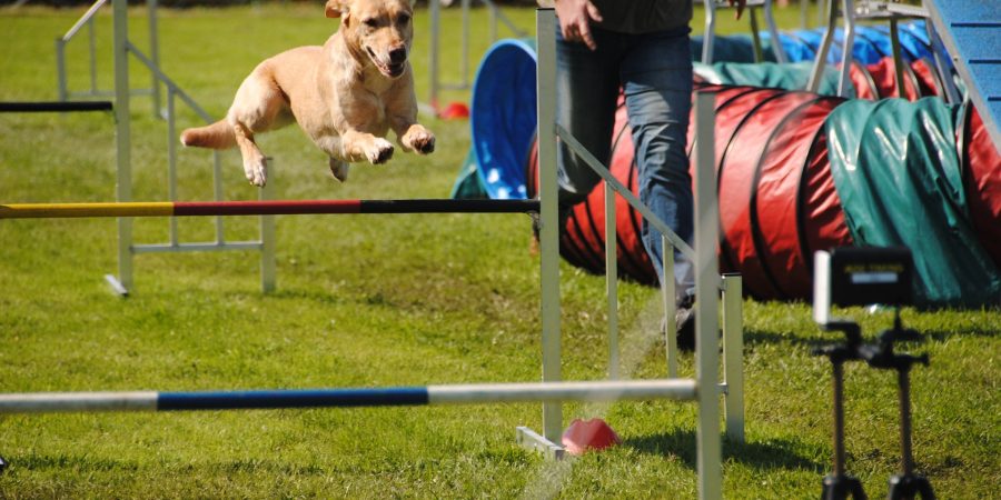 agility-chien