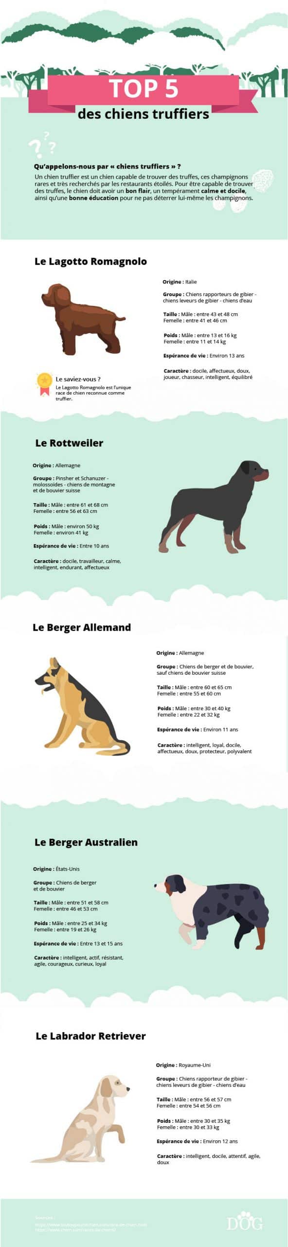 infographie sur le top 5 des chiens truffiers