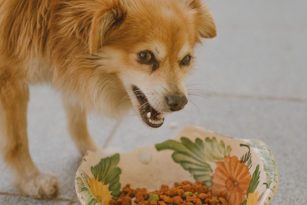 Croquettes pour chien sans céréales : bonne ou mauvaise idée ?
