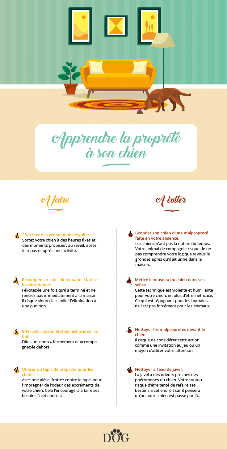 mon chien fait ses besoins dans la maison