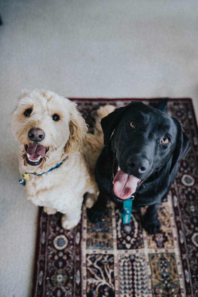Un petit chien et un gros chien assis côté à côte sur un tapis