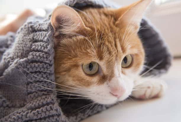 Avez-vous d’autres animaux chez vous (chat, rongeur…) ?