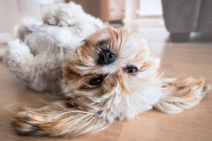 Petit caniche allongé sur le sol