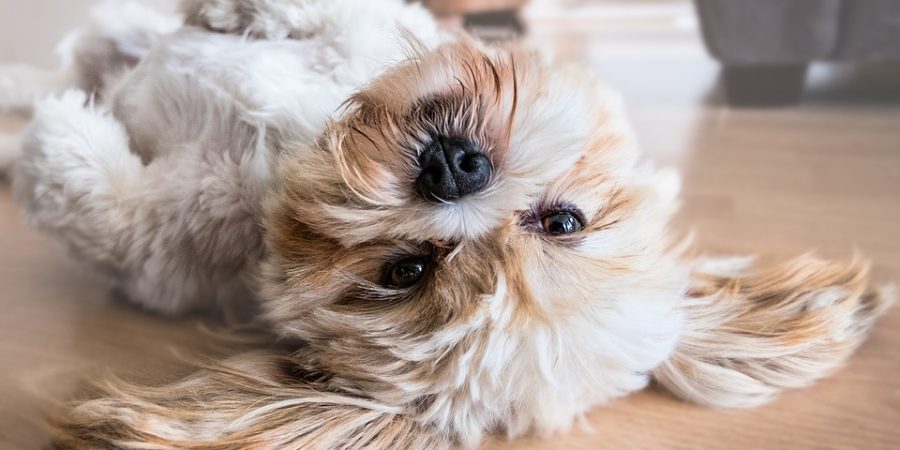 Petit caniche allongé sur le sol