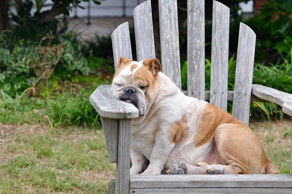 Préférez-vous que votre chien soit d’un naturel calme ou d’un caractère plutôt énergique ?