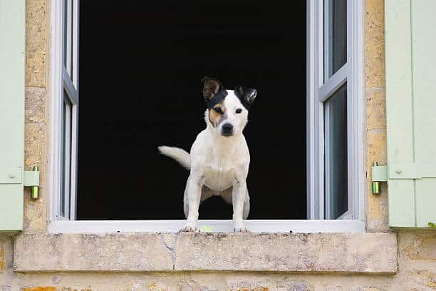 Est-ce que vous attendez de votre chien qu’il soit méfiant envers les inconnus, pour monter la garde par exemple ?