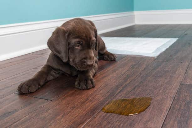 Chiot qui regarde sa flaque de pipi par terre