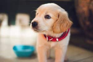 Chiot labrador avec collier rouge et gamelle d'eau en fond