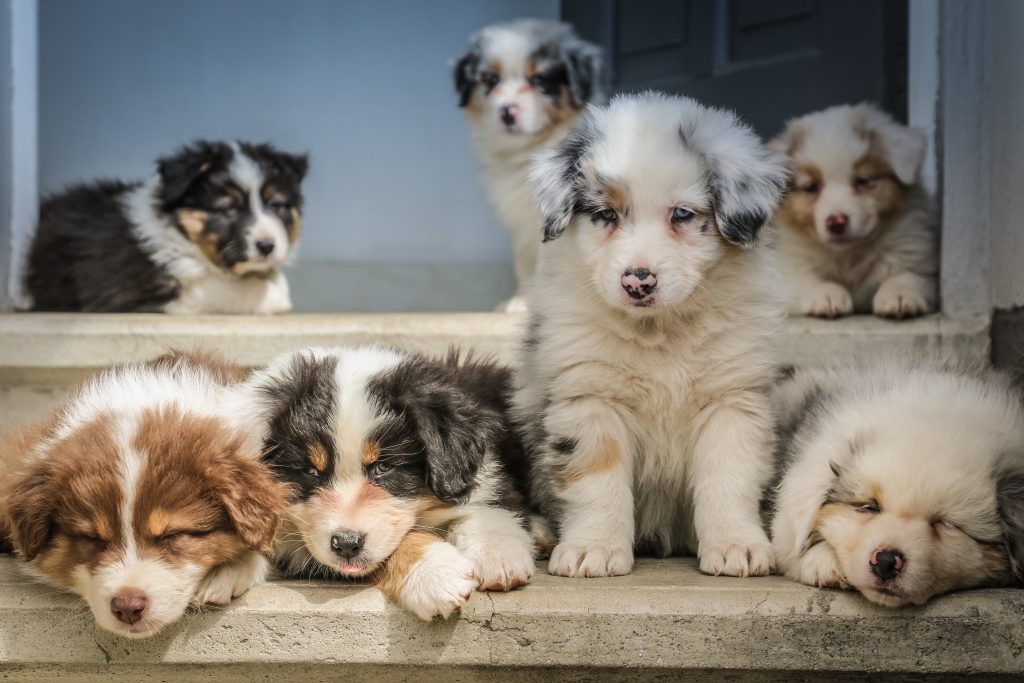 Test Comment Bien Choisir Sa Race De Chien Dog Dog