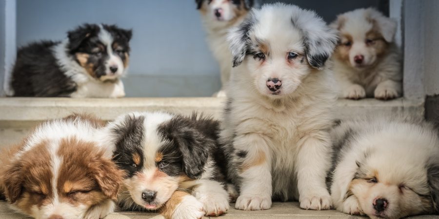 Portée de jeunes chiots au pelage blanc et brun sur des marches d'escaliers