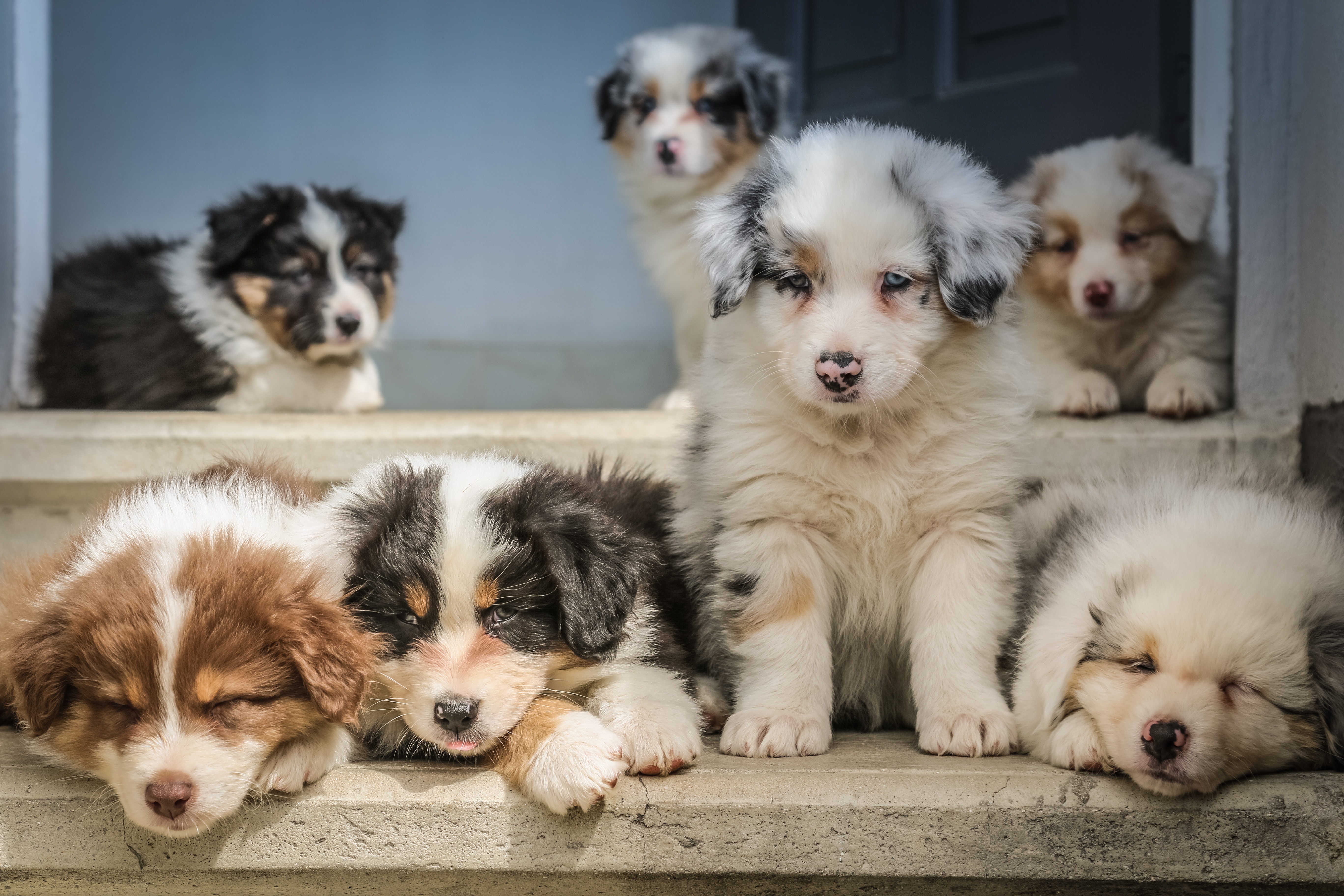 Test Comment Bien Choisir Sa Race De Chien Dog Dog