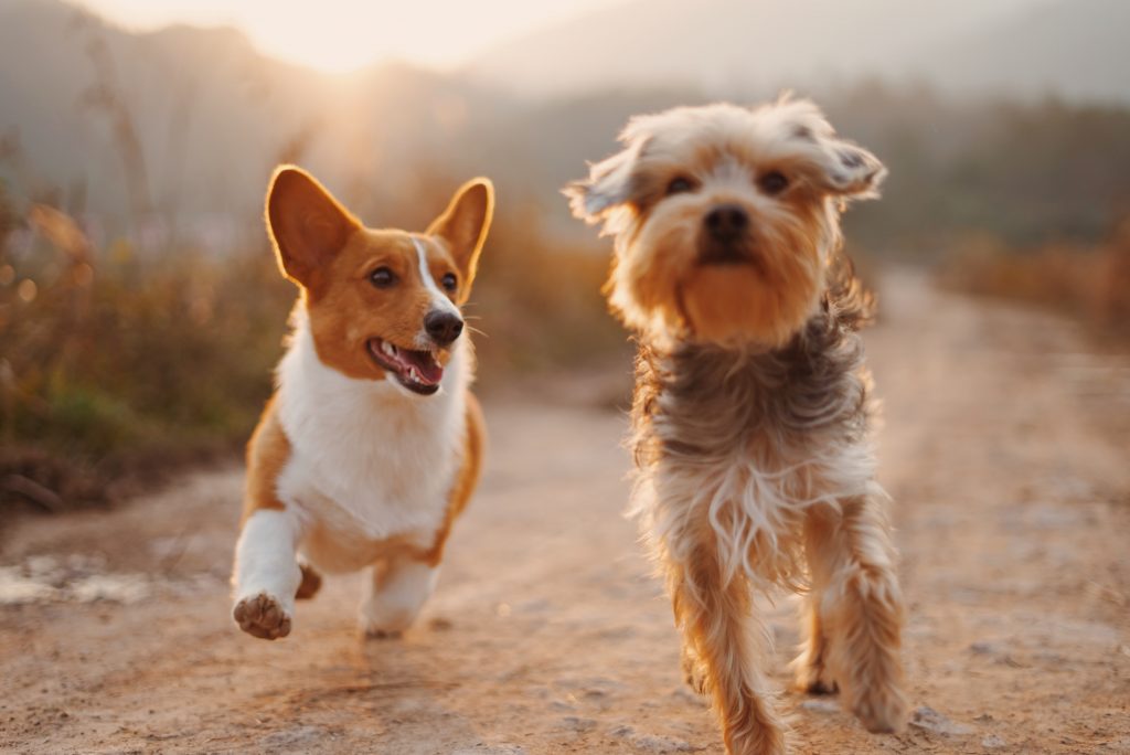Deux petits chiens qui courent ensemble