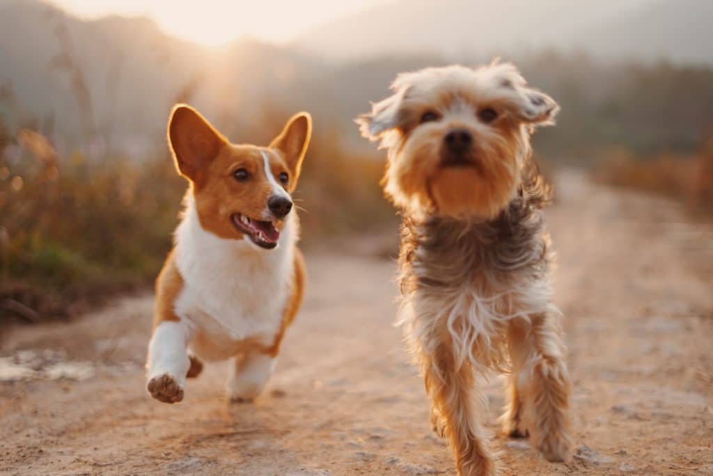 Avoir 2 Chiens Conseils Pour Une Cohabitation Réussie