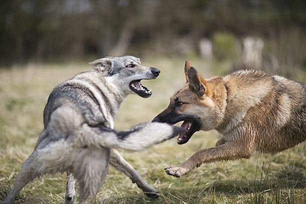 Deux chiens qui se battent