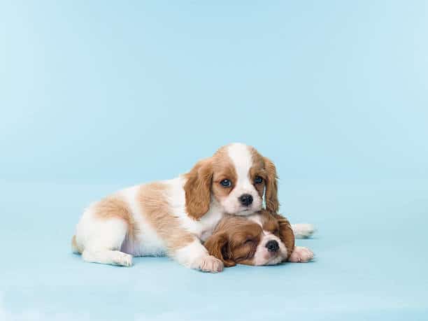 Deux chiots couchés l'un sur l'autre sur fond bleu