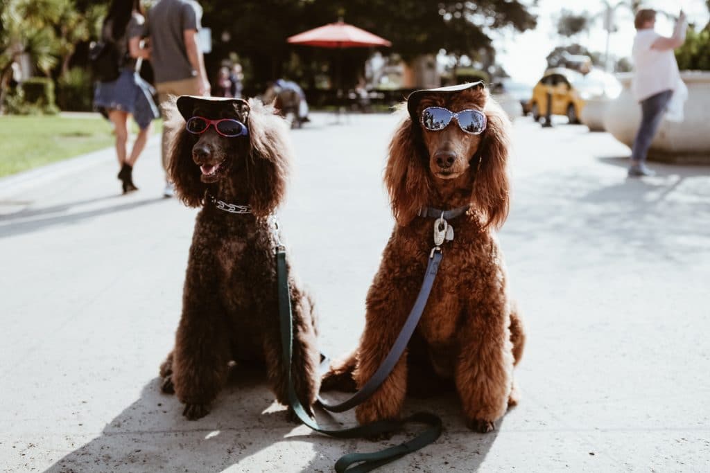 Deux chiens avec un chapeau et des lunettes dans la rue