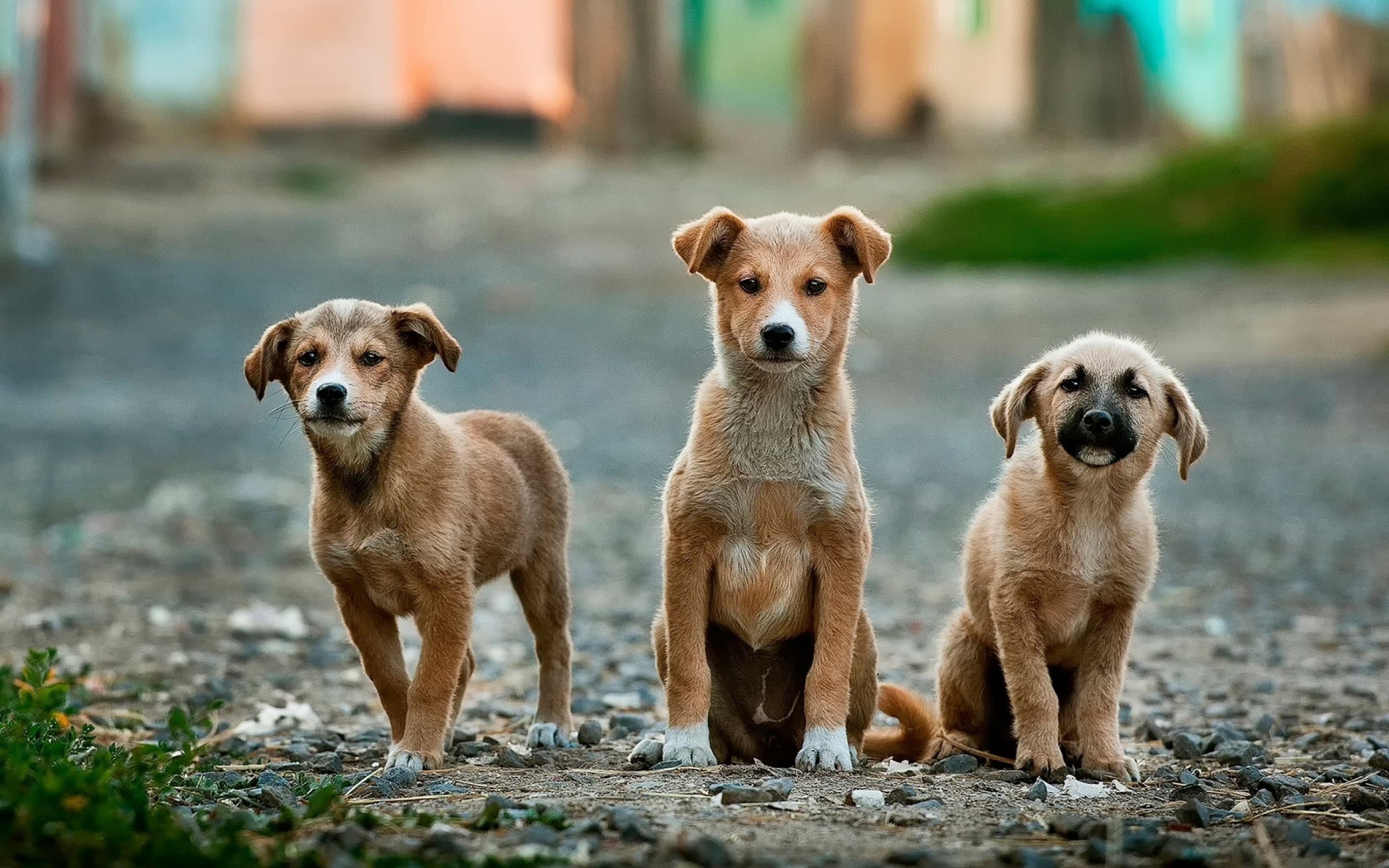 Avez-vous déjà éduqué un chien auparavant ?