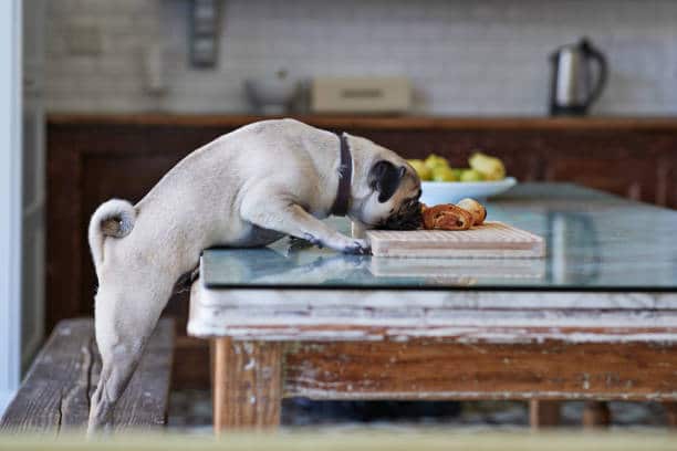 Un chien qui mange un croissant sur une table