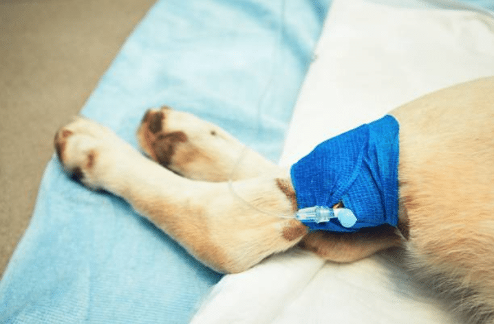 Gros plan sur la patte bandée dun chien, avec une infusion