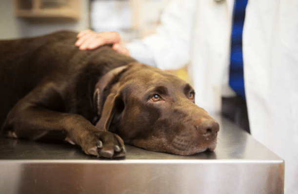 Chien malade sur la table d'opération d'un vétérinaire