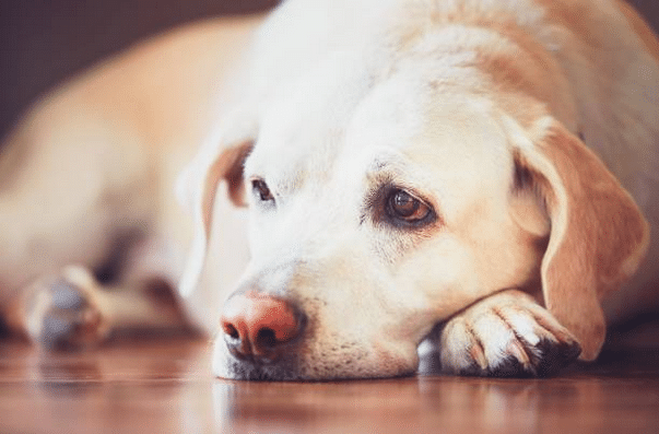 Labrador allongé aux yeux tristes