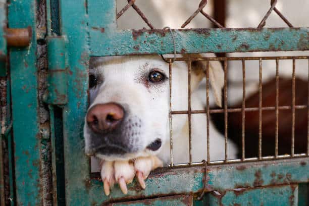 Labrador qui passe son museau à travers la grille d'un chenil