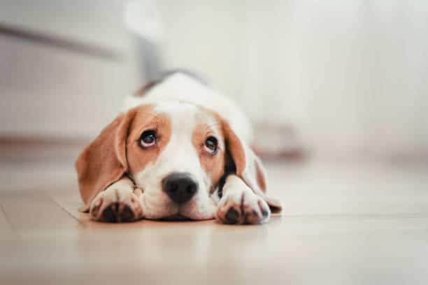 Chien couché sur le sol d'une maison avec un regard triste