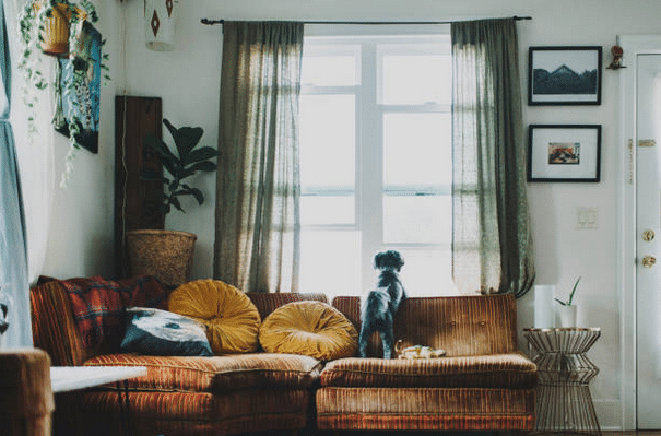 Chien qui regarde par la fenêtre d'un salon, debout sur le canapé