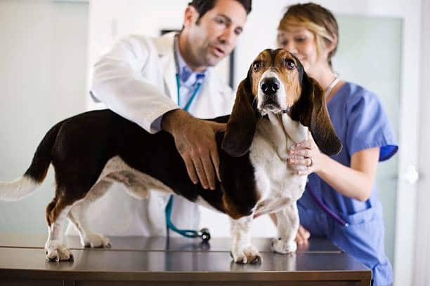 Deux vétérinaires qui examinent un chien