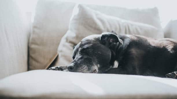 Vieux chien endormi sur un canapé