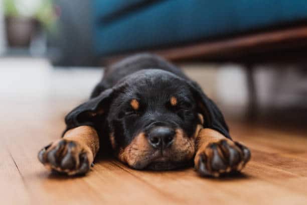 Chiot qui dort sur le parquet