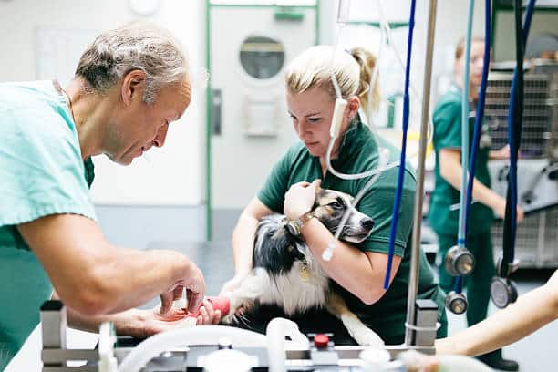 Deux médecins vétérinaires qui administrent un agent anesthésique à un chien 