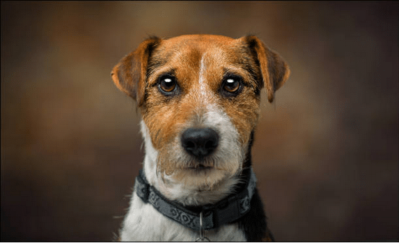 Gros plan sur un chien aux yeux larmoyants