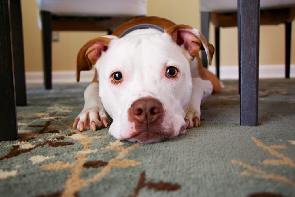Un pitbull brun et blanc allongé sur un tapis