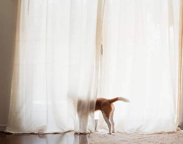 Chien qui regarde par la fenêtre derrière un grand rideau blanc