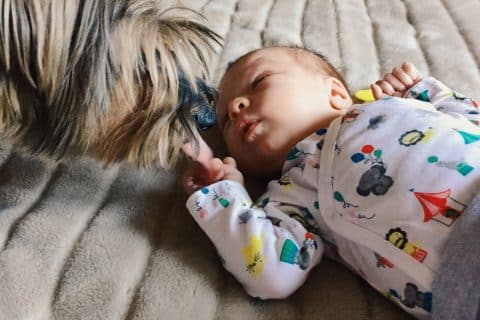Un chien reniflant un bébé