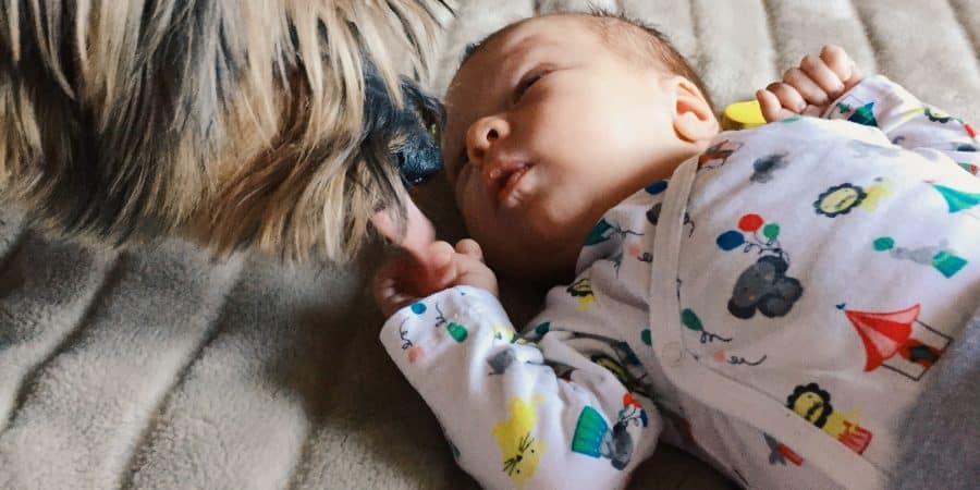 Un chien reniflant un bébé