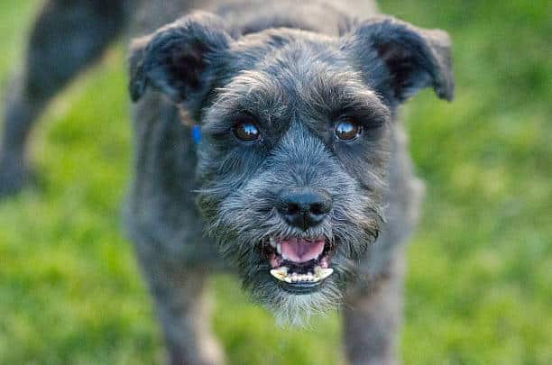 Chien gris montrant les dents et prêt à attaquer