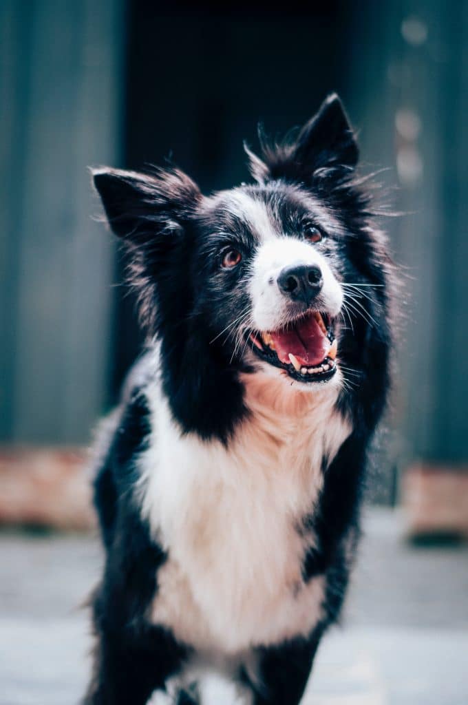 Chien noir et blanc attentif à ce que dit ou fait son maître