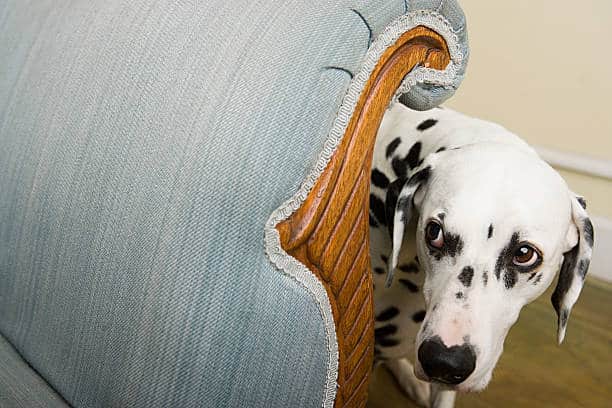 Dalmatien caché derrière un fauteuil et l'air effrayé