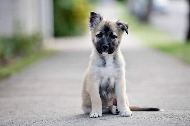 Chiot l'air étonné sur un trottoir