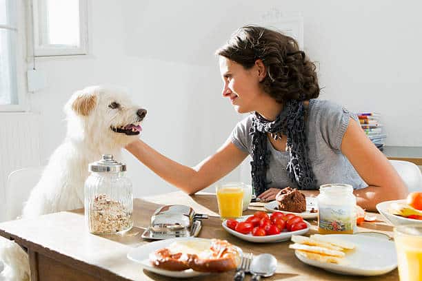 Femme en train de caresser son chien alors qu'il réclame de la nourriture à table