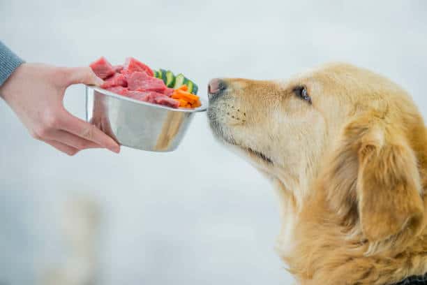 Golden retriever en train de sentir une gamelle remplie de viande et de légumes pour son repas fait maison