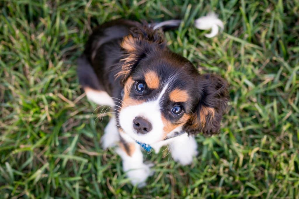 Chiot marron et blanc dans l'herbe avec l'air étonné