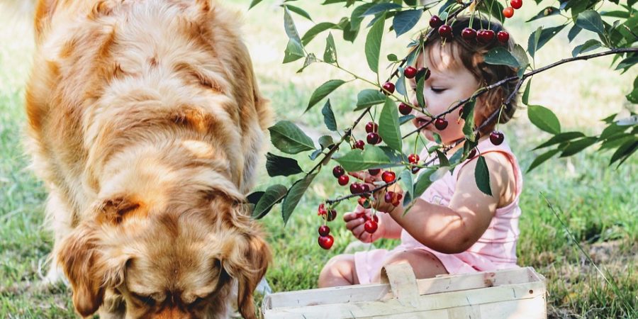 Petite fille en train de jouer avec un labrador dans le jardin