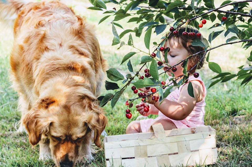 Petite fille en train de jouer avec un labrador dans le jardin